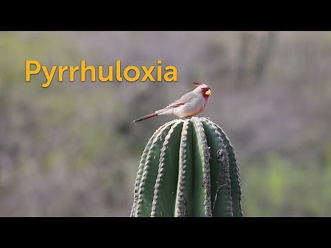 Pyrrhuloxia: Desert Cardinal