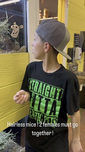 9.1K views · 58 reactions | Just in !!! Hairless mice !!  | NJ Exotic Pets | Facebook