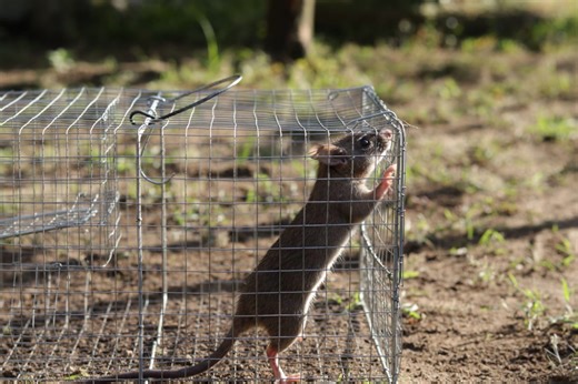 Video – Trappola per topi fai da te: come catturare ospiti indesiderati