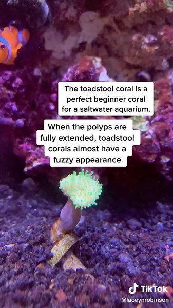 laceynrobinson on TikTok