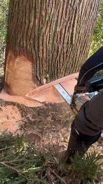 99% Precision: The Perfect Tree Drop 🌲🪓 #chainsaw #stihl #survival #tree #satisfying