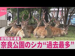 【“過去最多”】奈良公園のシカが住宅街を侵食 増加背景に｢迷惑餌やり行為｣