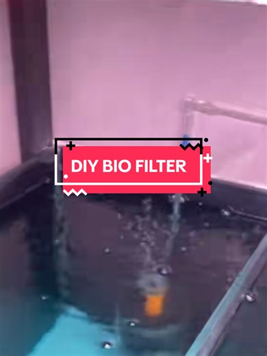 Create Your Own DIY Bio Filter for Aquariums
