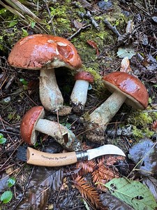 A nice collection of Apple/Manzanita Boletes #Leccinummanzanitae, otherwise known as #ScaberStalk due to the small black granular dots on the stem. They are notable for their rounded shiny reddish brown caps and thick uniform stipe. Compared to other boletes, these rarely have bugs in them..While there is some debate about the edibility of Leccinum, I have been collecting, cooking, and eating these for years without issue. I do take extra care to make sure these are cooked well, at least 20m ove
