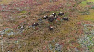 Small herd of Musk Ox (Ovibos moschatus) on tundra in autumn colors, Alaska; aerial view with drone orbiting around the herd