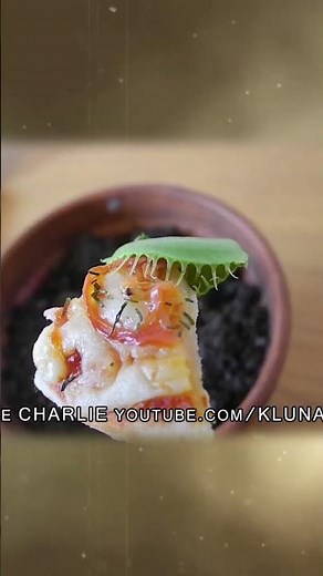 Charlie bit my finger! 😨 (Behind the scenes) 😂 #shorts