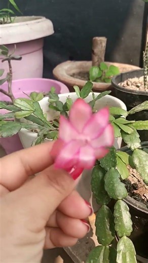The Christmas cactus flower has fully Bloomed 🌸