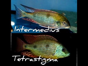 Haplochromines Otopharynx Tetrastigma Vs Tramitichromis Intermedius ID.