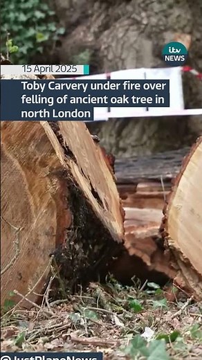 Toby Carvery under fire over felling of centuries-old tree in north London | ITV News #itvnews