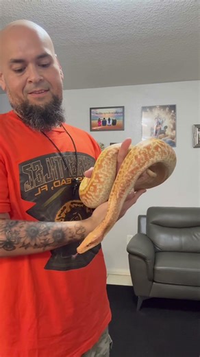 Arturo the Blood Python. #snake #stayfocused #reptiles #bloodpython #snakecharmer #305