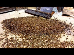 Worst Bug Infested Houses