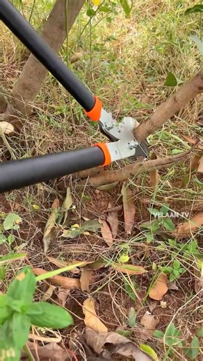 VELAAN TV 📺 | With just three precise branch cuts, this mango tree is trained into a perfect umbrella shape 🌳☂️, This method gives better sunlight,... | Instagram