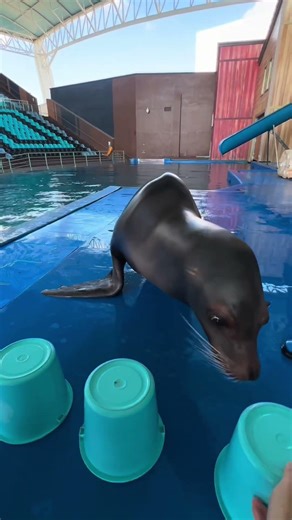 海狮🦭神奇的动物 #travel #治愈 #萌宠 #动物