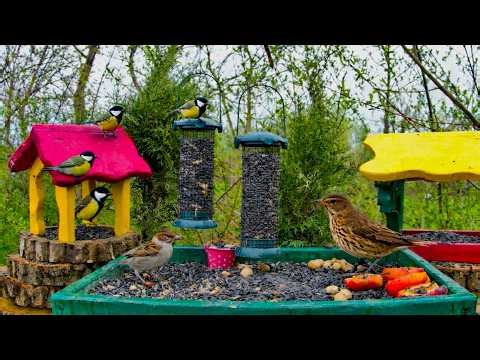 🔴 LIVE Spring Garden Bird Feeder | Real Nature Sounds
