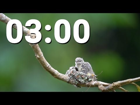 3 Minute Countdown Timer With Alarm and Lo-Fi Music - Bird Nesting
