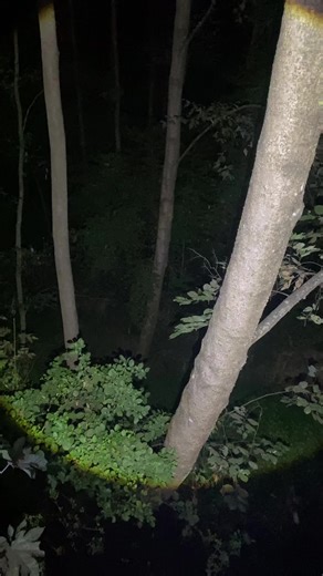 Last option tatai vayo#fyp #foryou #foryoupage @ForZ (Entertainment)🐒 #forzentertainment #forzentertainment0