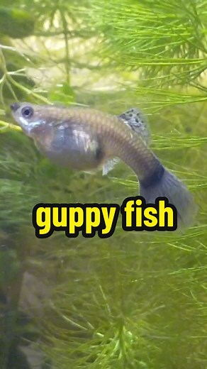 Signs of Guppy Going to Give Birth and Guppy Fish Care Tips