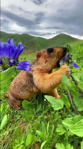 Marmots are adorable and lovely wild animals 61