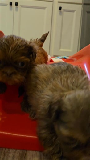 Dear Mom&Dad, Camp is like prison now. Let me introduce exhibit A. Proof things are getting bad. I was put in County Lock Up for being Finn like and Leaping for Joy. The Councelor said I was going to break a Watch. If they had named them Timex. They would have taken a licking and kept on ticking. I was stuck in the pokey with a banana&yogurt parfait no blueberries. Come get me Boo boo lips Finn | Annie Housel