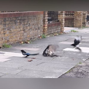 Sparrow hawk attacks jackdaw | Animals King