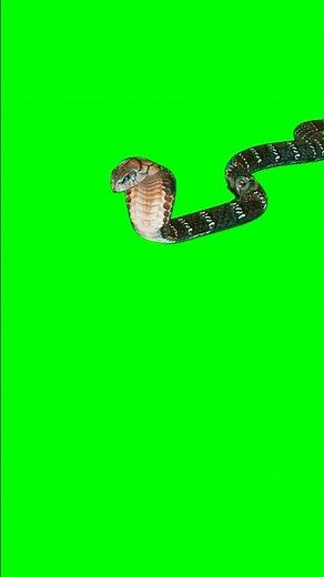 Green Screen Snake / cobra #greenscreeen #chromakey #animation #greenscren #snake e