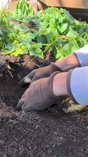 Digging Up Hidden Treasures!✨ How Many Potatoes Can We Harvest?