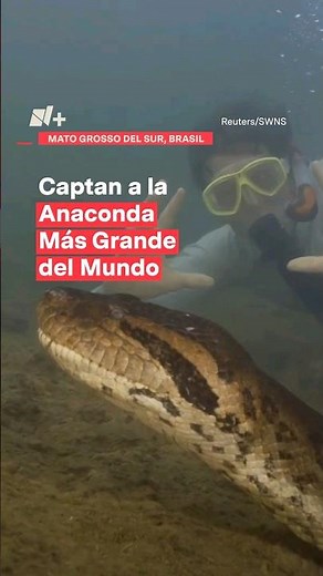 Captan a la anaconda más grande del mundo en el Amazonas #nmas #naturaleza #amazonas #shorts