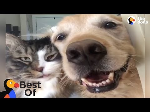 Animals Thankful For Being Rescued and Loved Compilation | The Dodo