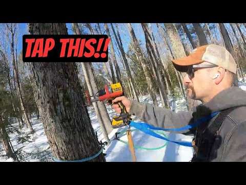 So many maple trees to tap.