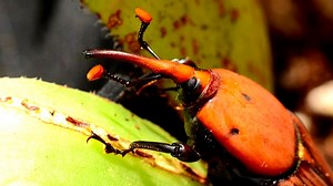 Red palm weevil has destroyed 5000 palm trees