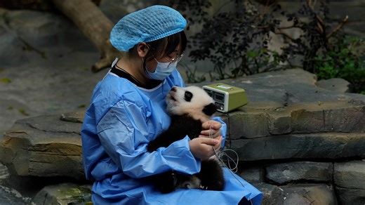 74K views · 3.9K reactions | This 'electric plush toy' has a low battery. It conks out and needs to recharge just after crawling a couple of steps. (Fu Duoduo) #adorable #cutenessoverload #HiPanda #PandaFun #BestJobInTheWorld #ChengduPandaBase For more panda information, please check out: https://en.ipanda.com | iPanda | Facebook