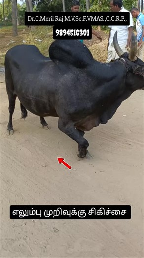 Canine Orthopaedic Association of TamilNadu (COAT) on Instagram: "எலும்பு முறிவுக்கு சிகிச்சை"