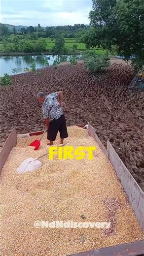 farmers use ducks in rice fields #farming #duck #farmlife