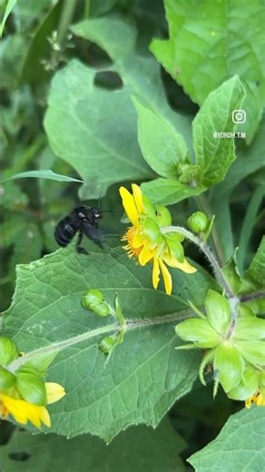 Así se ve una abeja 🐝volando en cámara lenta. #nature #fotografía #abejas
