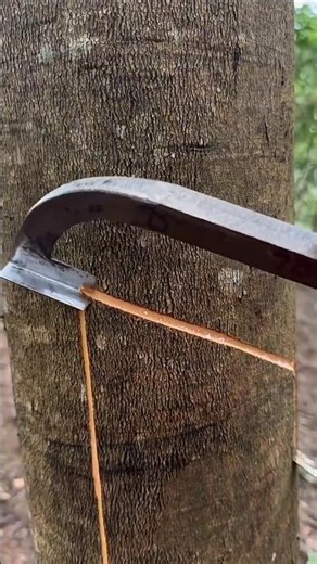 ASMR “Satisfying Sap Cutting Real Natural Sounds 🌿”