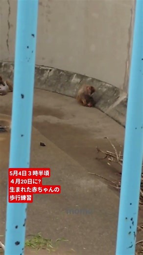 ４月20日に生まれた?赤ちゃんの歩行練習 5月4日３時半頃