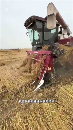 洋马收割机是怎么收割倒伏水稻的 #农业机械化时代 #水稻收割机 #洋马收割机 #收割机