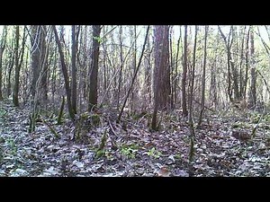 Die Waldschnepfe 2.0