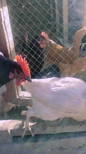 Baher Nikalny Ki Juldi Hai sub ko #australorp #buff #hen