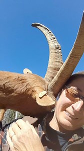 Sono tornate le capre dall'alpeggio e Vita mi saluta a modo suo 😄 #caprevaldostane #alpascolo #capre #italy #alps #goats | Marzia Verona