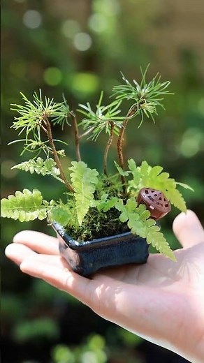 New Green Pine Cone Mini Bonsai #bonsai #gardening #bonsai