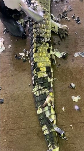 How to clean crocodile 🐊 skin and scales - Easy Technique #shorts #crocodile #viral