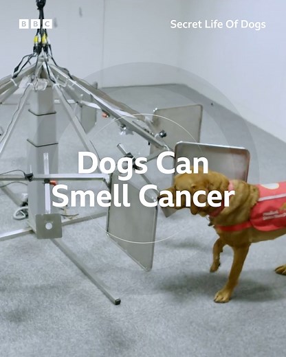 87K views · 1.2K reactions | This dog's 'sixth sense' led to a life-changing cancer diagnosis. | BBC Earth | Facebook