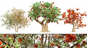 South African Erythrina lysistemon Tree