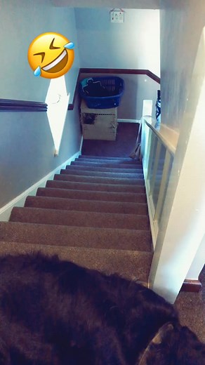 My dog (Ludo) sliding downstairs...ooo his poor goolies 😅🙈 #dog #goolies #dogslide #sillypuppy
