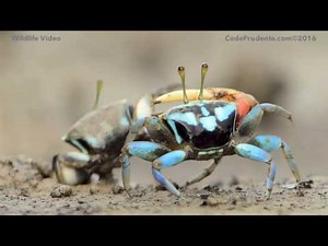 Fiddler crab dance