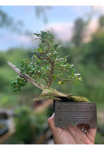 Here’s a little boxwood that’s under construction, it’s a very unique tree with a natural deadwood feature. . . . #bonsai #bonsaitree #plants #plantsoftiktok #trending #foryoupage #foryou #japan