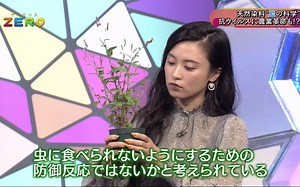 サイエンスＺＥＲＯ「天然染料　藍の科学　抗ウイルスに農業革命も！？」