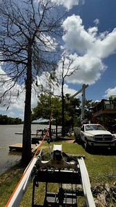 20 reactions | Tree removal! The best in tx | Humbe Ortiz | Facebook