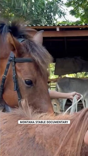 Eps 238 | Montana Stable documentary #animals #horse #pets #nature #documentary #breeding